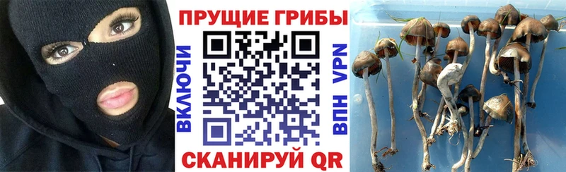 Галлюциногенные грибы GOLDEN TEACHER  Хадыженск 